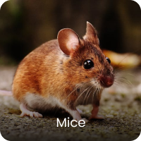 Small brown mouse on a textured surface with whiskers and rounded ears, labeled 'Mice'