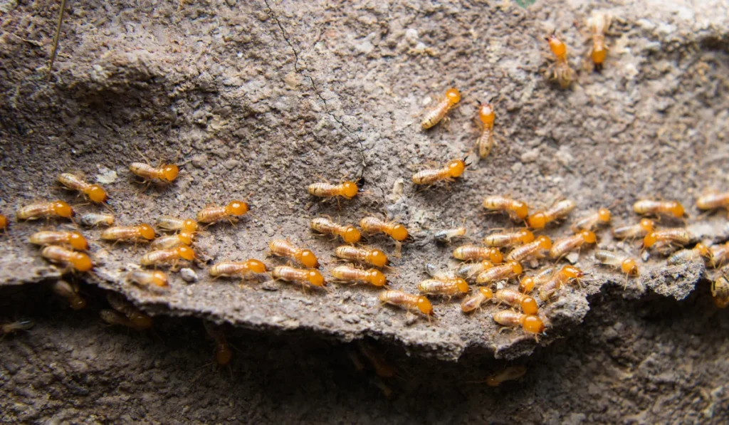 termites